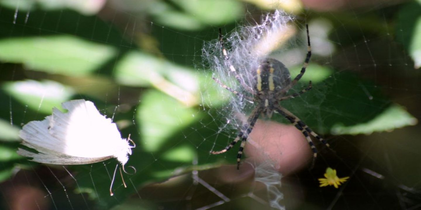 lepidotteri e predatori